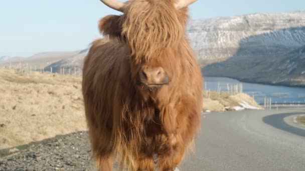 Shaggy Bull Koe Faeröer Eilanden Denemarken — Stockvideo