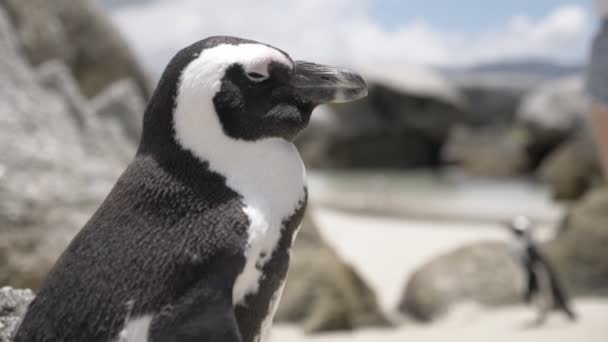 Detail Tučňáka Pláži Jižní Africe — Stock video