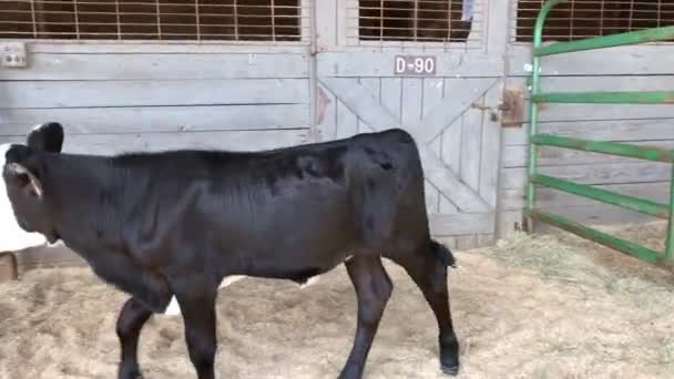 Ternera Granja Granero — Vídeos de Stock