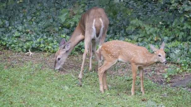 Fawn Corça Comendo Grama Pela Floresta Juntos — Vídeo de Stock