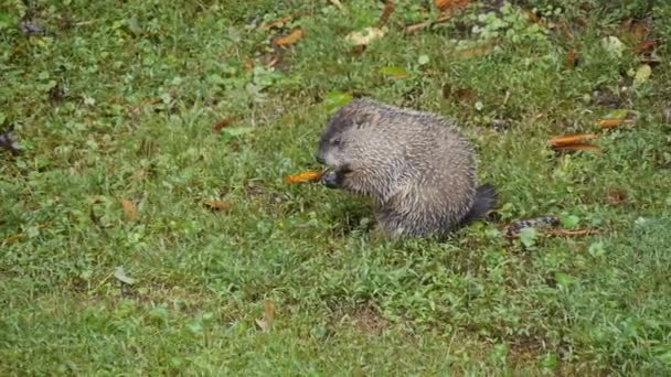 Groundhog Sedí Trávě Přírodě — Stock video