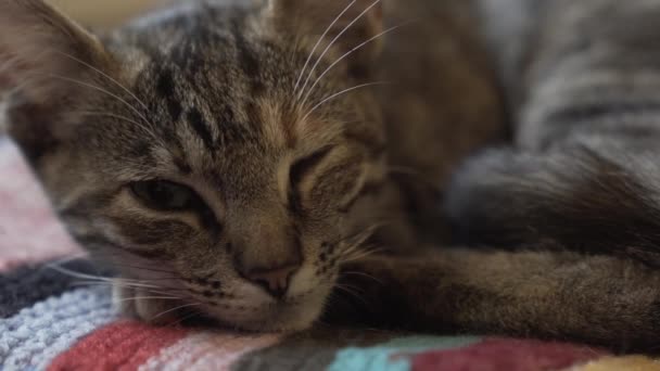 Close Gato Dormindo Abrindo Olho Olhando Mal Humorado — Vídeo de Stock