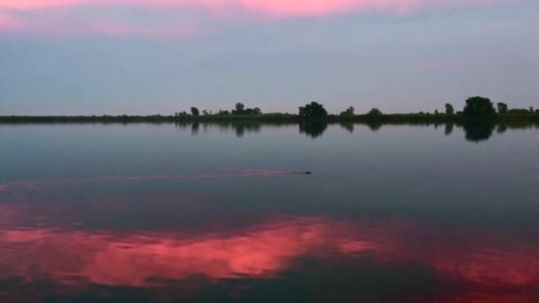 Бобр Плавает Скользит Поверхности Воды Красотой Розово Красного Неба Отражающегося — стоковое видео