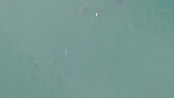 Εναέρια Σχολή Δελφινιών Που Κολυμπούν Κατά Μήκος Των Ακτών Της — Αρχείο Βίντεο