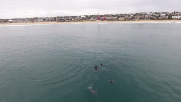 Εναέρια Σχολή Δελφινιών Που Κολυμπούν Κατά Μήκος Των Ακτών Της — Αρχείο Βίντεο