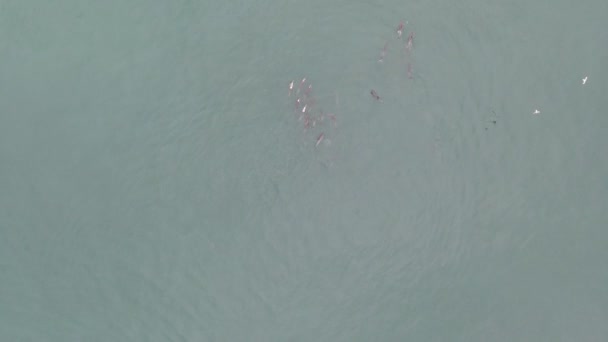 Aerial Escola Golfinhos Nadando Oceano Longo Costa África Sul — Vídeo de Stock