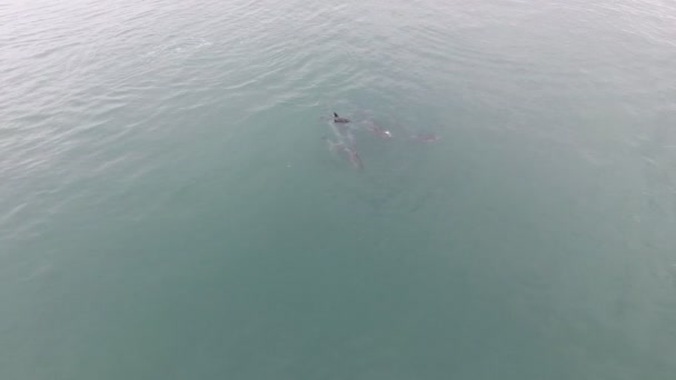 Latanie Lotnicze Nad Szkołą Delfinów Wzdłuż Wybrzeża Rpa — Wideo stockowe