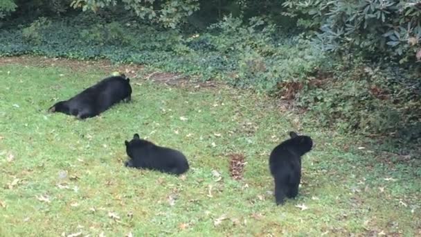 Black Bear Família Comer Descansar Quintal Casa Hendersonville Carolina Norte — Vídeo de Stock