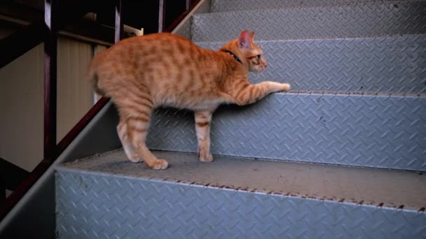 Ginger Cat Subindo Escadas Câmera Lenta — Vídeo de Stock