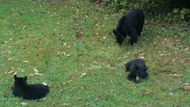 Oso Negro Familia Comiendo Descansando Patio Trasero Casa Hendersonville Carolina — Vídeo de stock