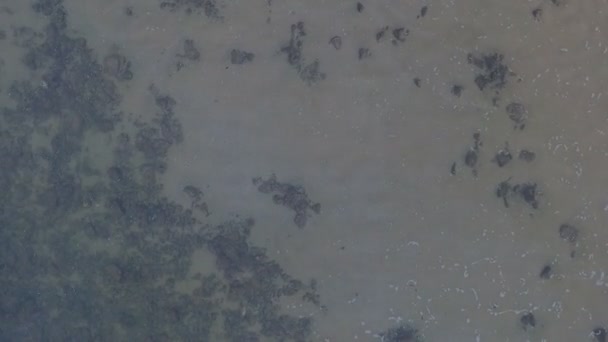南アフリカの海岸を走る犬の空中 — ストック動画