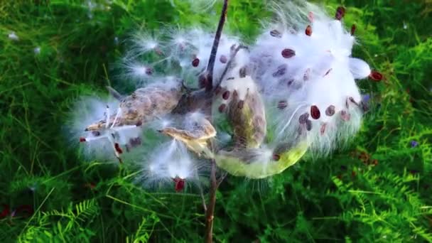 Close Cottony Seed Pod Bursting Out Moving Wind Pulling Back — Stock Video