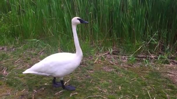 Средняя Широта Снимка Любопытного Белого Лебедя Стоящего Земле — стоковое видео