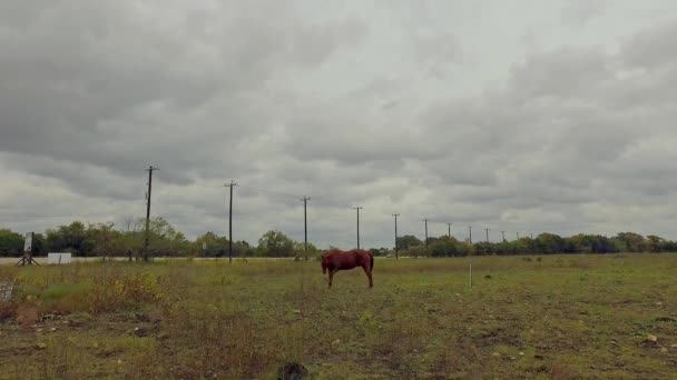 Koń Zielonym Polu Jedzący Trawę — Wideo stockowe