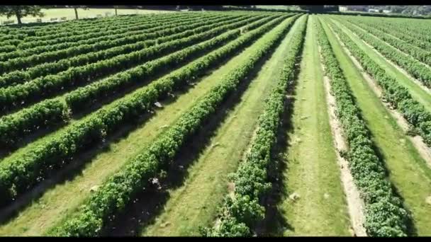 Cultivo Comercial Fruta Grosella Negra Reino Unido — Vídeos de Stock
