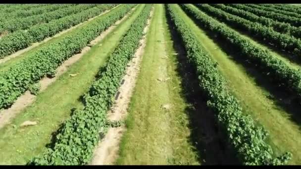 Cultivo Comercial Fruta Grosella Negra Reino Unido — Vídeos de Stock