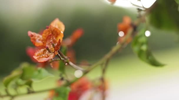 橘红色花朵中的一个娃娃 上面有水滴 — 图库视频影像