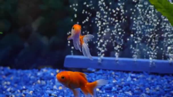 Slow Motion Goudvissen Zwemmen Clean Aquarium — Stockvideo
