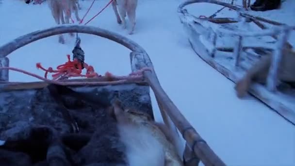 Ledde Hundturen Genom Vinterns Underland Lappland Julen — Stockvideo