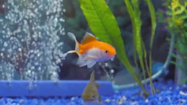 Happy Goldfish Pływanie Zbiorniku Czystej Ryby — Wideo stockowe