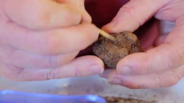 Sprzątanie Czarnej Trufli Australii Melanosporum Bulwiasty Zwany Czarną Truflą Truflą — Wideo stockowe