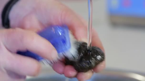 Умивання Чорного Трюфеля Землі Австралії Tuber Melanosporum Також Відомий Чорний — стокове відео