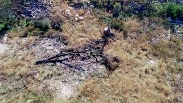关于荒地干枯 尘土飞扬 砾石和一棵树枯死的无人驾驶飞机镜头 — 图库视频影像