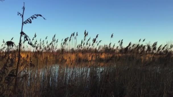 Akşamın Erken Saatlerinde Sulak Alanlarda Sazlıklara Bakarak Rüzgarda Gölet Yaprakları — Stok video