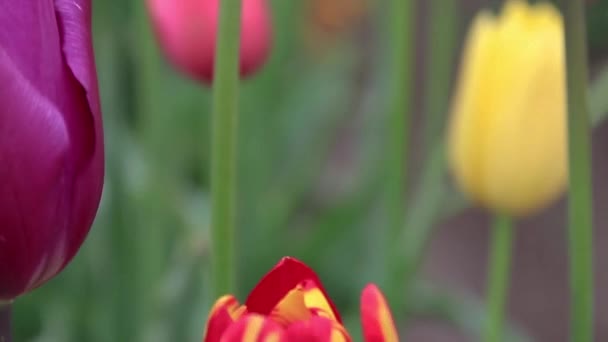 Kleurrijke Tulpen Groeien Een Tulpenboerderij Oregon — Stockvideo