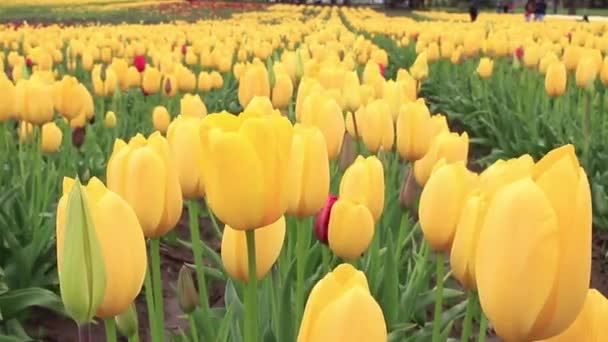 Rijen Van Gele Tulpen Groeien Een Tulpenboerderij — Stockvideo