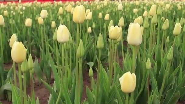 Rows White Tulips Growing Tulip Farm — Stock Video