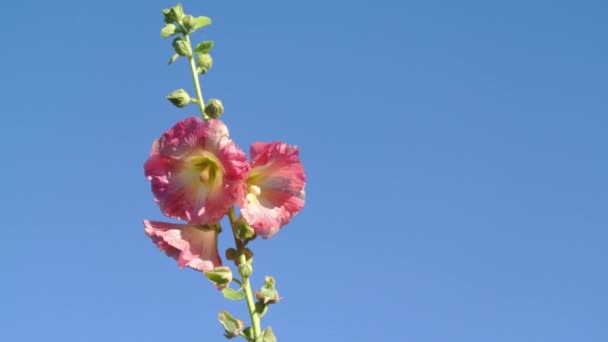 Hollyhocks Rostliny Modrou Oblohou Alcea Rod Asi Druhů Kvetoucích Rostlin — Stock video