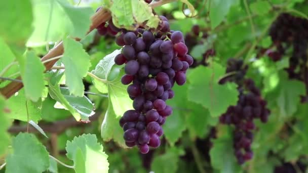 Rijpe Druiven Boerderij Herfst — Stockvideo