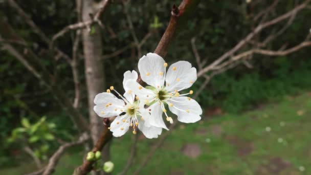 Die Birnenbaumblüte Ist Eine Art Der Gattung Pyrus Aus Der — Stockvideo