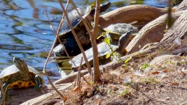 Sarı Karınlı Kaplumbağa Nehirden Nehir Kıyısına Tırmanıyor Güneşleniyor — Stok video
