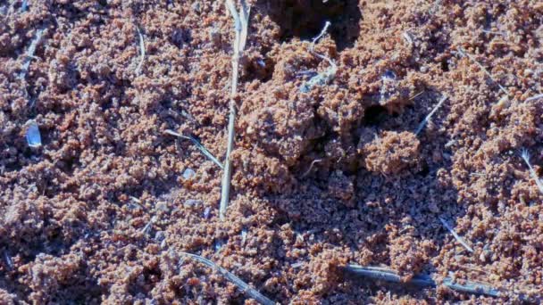 Κόκκινα Μυρμήγκια Τρέχουν Τριγύρω Και Προστατεύουν Φωλιά Έξω Κλείσε — Αρχείο Βίντεο