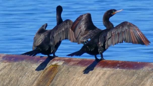 Gros Plan Deux Cormorans Noirs Étalant Leurs Ailes Les Séchant — Video