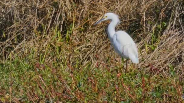 Snöig Egret Promenader Omkring Vattnet Kanten Långt Gräs Bakgrunden — Stockvideo