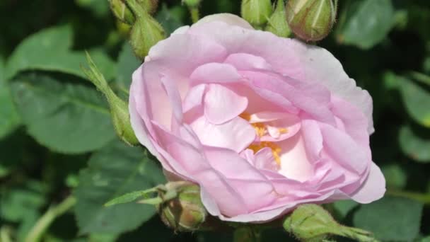 Rosa Rosa Jardín Doméstico Las Rosas Rosadas Son Flores Polivalentes — Vídeo de stock