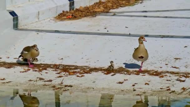 Ägyptische Gans Beim Spazierengehen Und Schwimmen Einem Leeren Swimmingpool Mit — Stockvideo