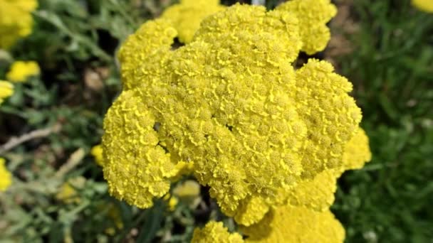 Achillea Forming Perennial Clump Feathered Dark Green Foliage Yellow Flowers — Stock Video