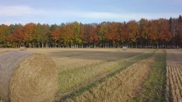 秋の農地でのヘイボールの空中映像 アバディーン スコットランド — ストック動画