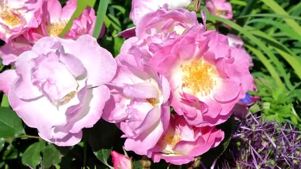 Rosa Erfurt Krásná Růžová Zahradní Růže — Stock video