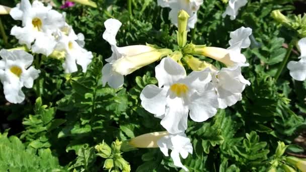 Incarvillea Delavayi Snowtop Tem Raízes Tuberosas Com Dividido Verde Escuro — Vídeo de Stock