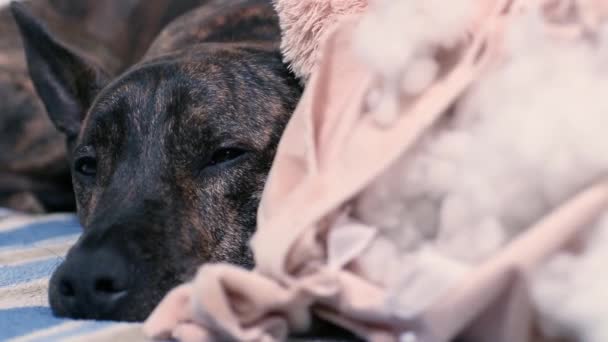 Slaperige Hond Knippert Vredig Naast Een Grote Opgekauwde Teddybeer — Stockvideo