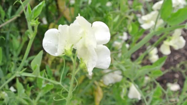 ラティルスの匂いキャシーセミグラニディフィラリア英語の庭に設置された深いクリーム甘いエンドウ豆 — ストック動画
