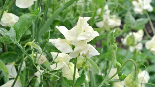 Lathyrus Odoratus Cathy Semi Grandiflora Κρέμα Γάλακτος Γλυκό Μπιζέλι Που — Αρχείο Βίντεο