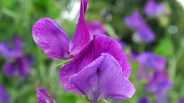 Lathyrus Odoratus Captain Blue Sweet Erbse Set Einem Englischen Garten — Stockvideo