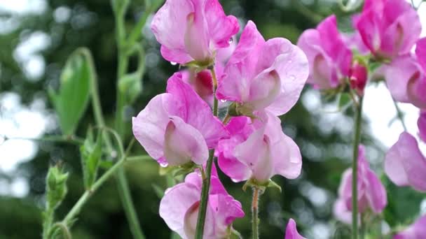 Lathyus Odoratus Sycylijski Różowy Słodki Groszek Kwitnący Angielskim Ogrodzie Domku — Wideo stockowe