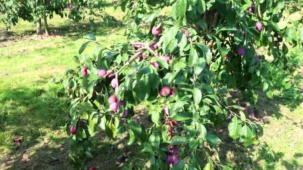 Victoria Plum English Plum Fruit Has Yellow Flesh Red Mottled — Stock Video